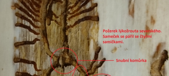 Jak se vyznat v kůrovčím požerku?